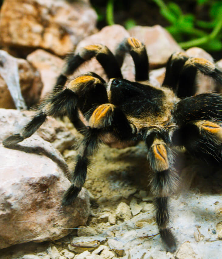 Wirbellosenfutter Wirbellosenfutter