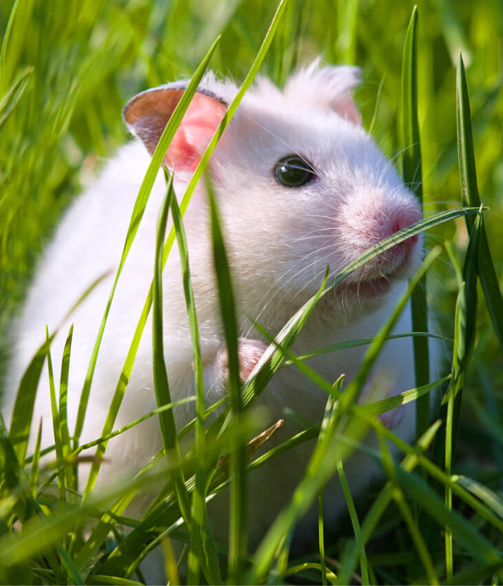 Nagerfutter Nagerfutter