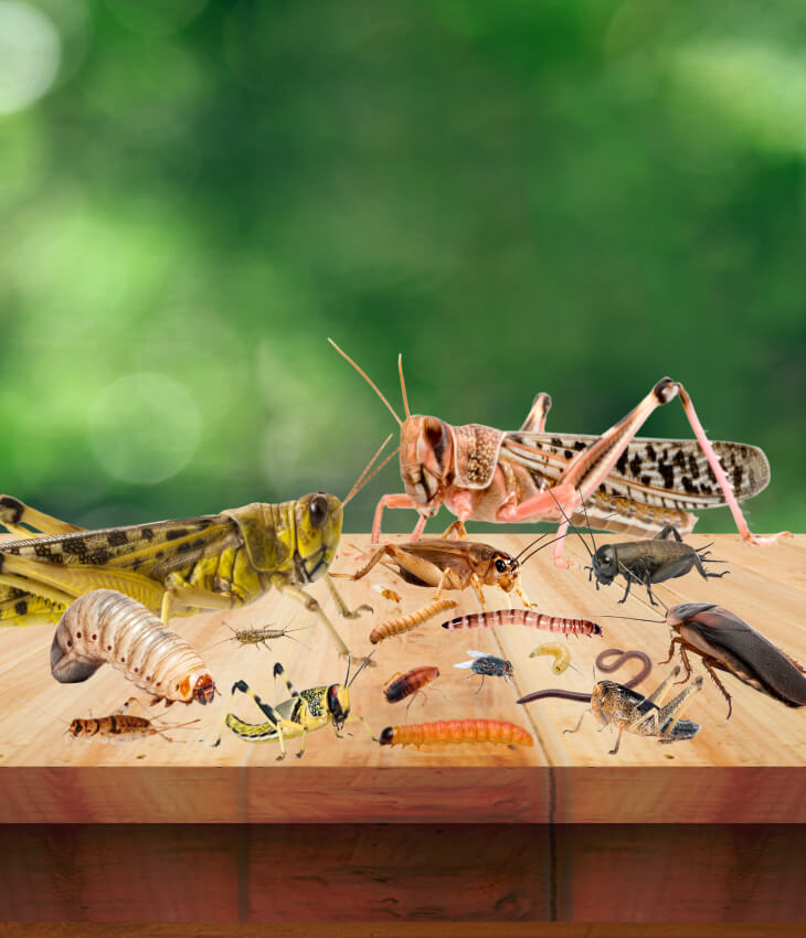 Futtertiere / Futterinsekten Futtertiere / Futterinsekten