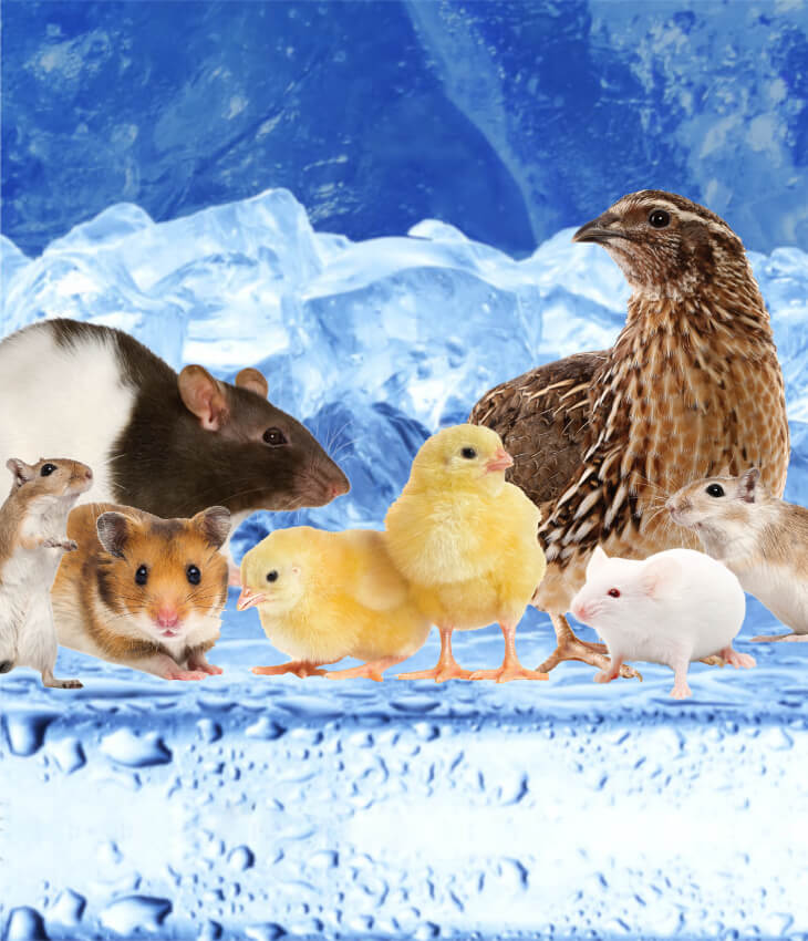 Frostfutter Frostfutter