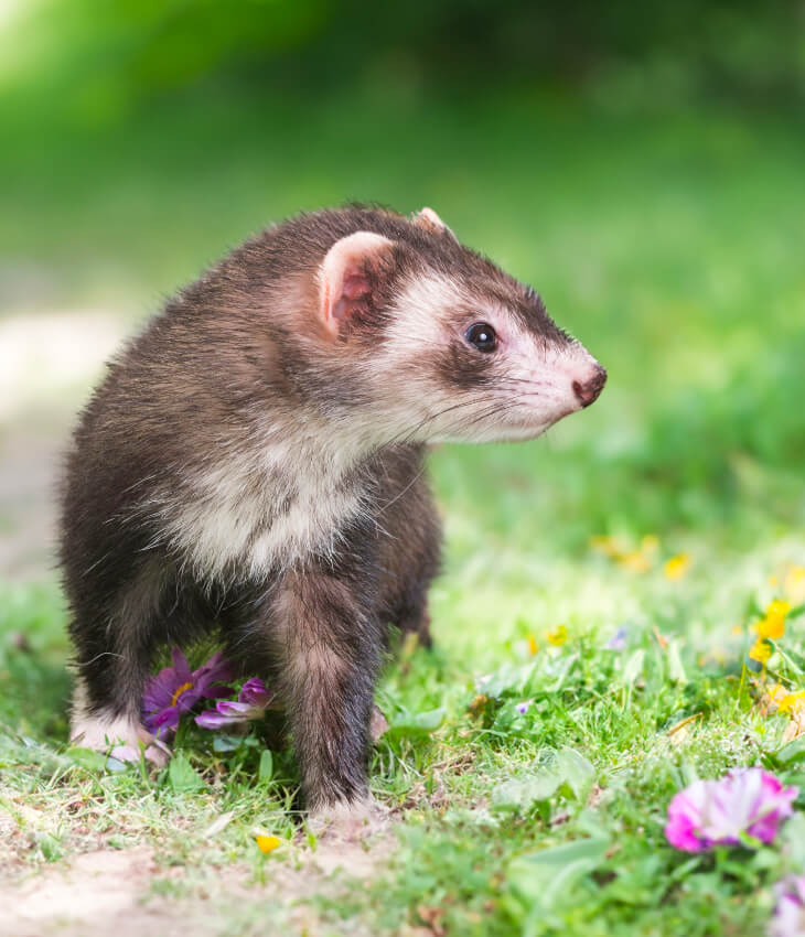 Futter für weitere Tierarten Futter für weitere Tierarten