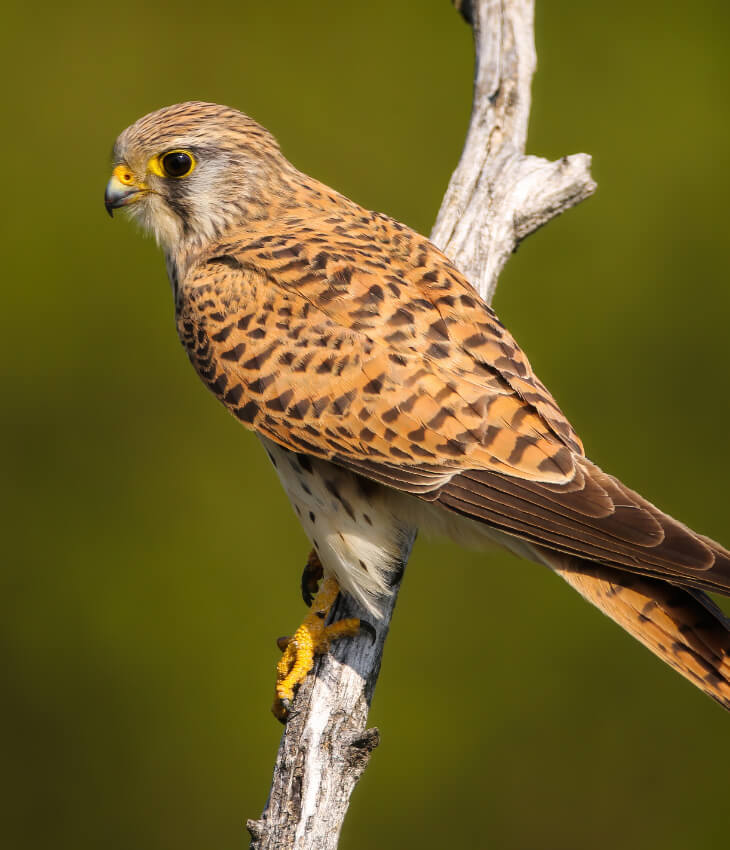 Vogelfutter Vogelfutter