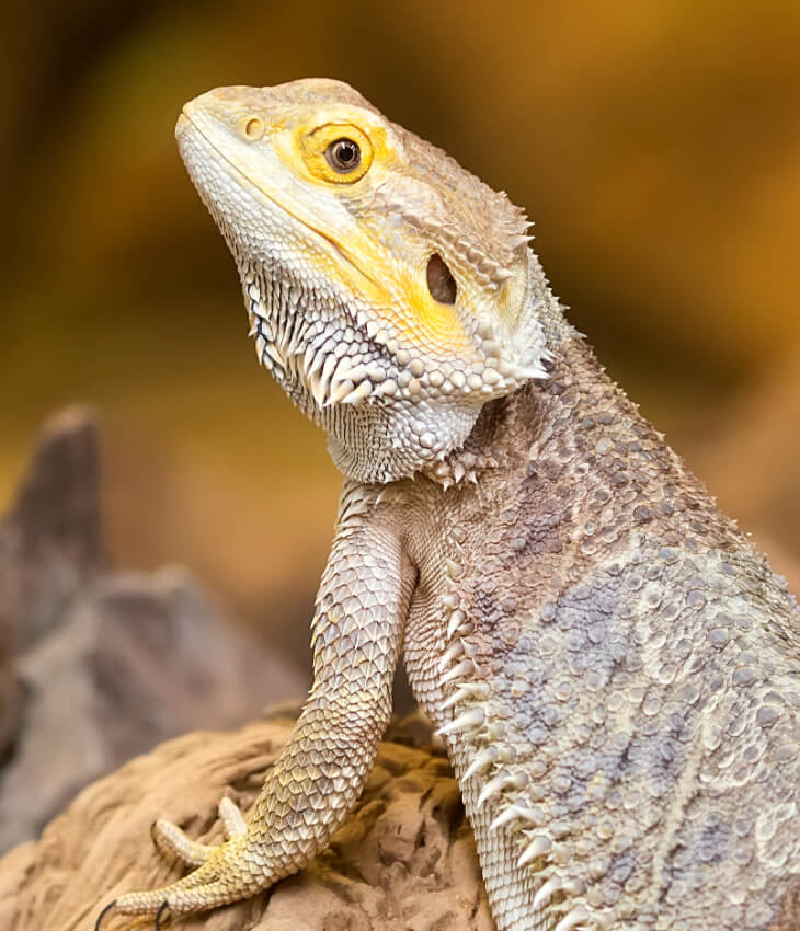 Reptillienfutter Reptillienfutter