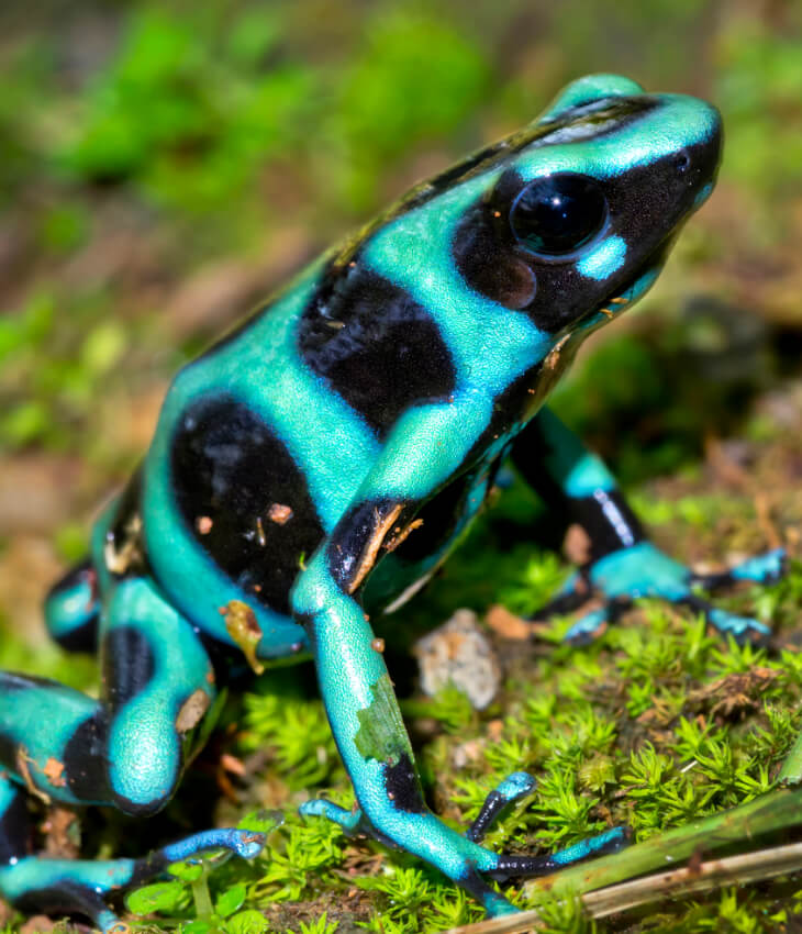 Amphibienfutter Amphibienfutter