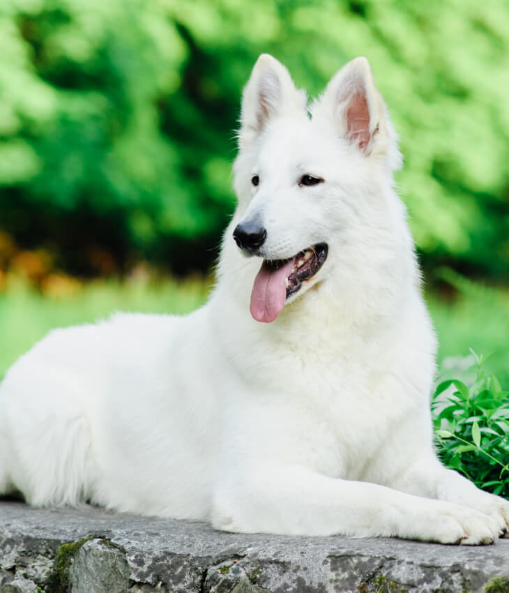 Hundefutter Hundefutter