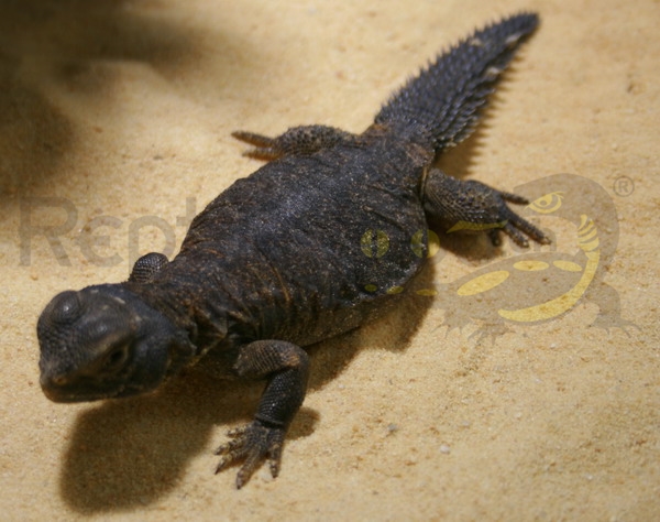 Uromastyx aegyptica | Reptile-Food.ch