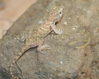 Gonatodes albogularis fuscus | Reptile-Food.ch