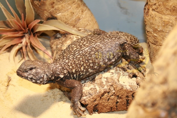 Uromastyx acanthinura | Reptile-Food.ch